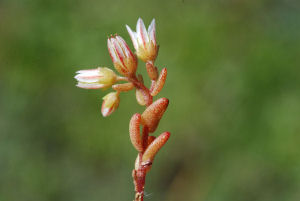 Sedum_nevadense