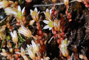 Sedum_nevadense