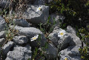 Achillea_barrelieri_subsp._barrelieri 01