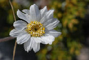 Achillea barrelieri barrelieri 02