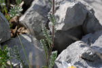 Achillea barrelieri barrelieri 04