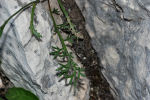 Achillea barrelieri mucronulata 04