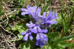 Ajuga tenorei 02