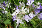 Ajuga tenorei 03