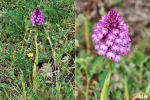 Anacamptis pyramidalis