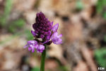 Anacamptis pyramidalis