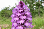 Anacamptis pyramidalis
