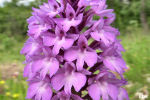Anacamptis pyramidalis