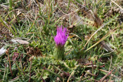 Cirsium_acaule