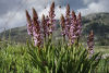 Gymnadenia_conopsea