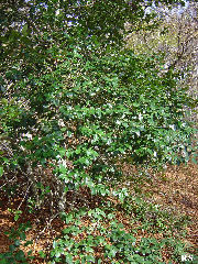 Ilex_aquifolium