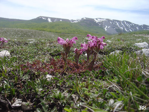Pedicularis_elegans