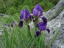 Iris_marsica